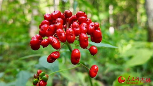 行進(jìn)中國·數(shù)字賦能提質(zhì)效 電子圍欄守護(hù)下的黑參產(chǎn)業(yè)新篇章